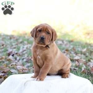 Jango, Fox Red Labrador Retriever Puppy